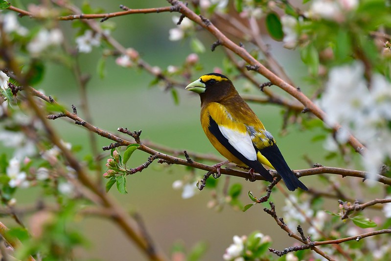 Evening Grosbeak by Larry Lamsa