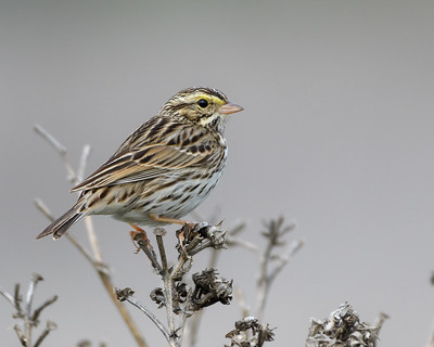 Savannah Sparrow, a declining species throughout the West, by Becky Matsubara.