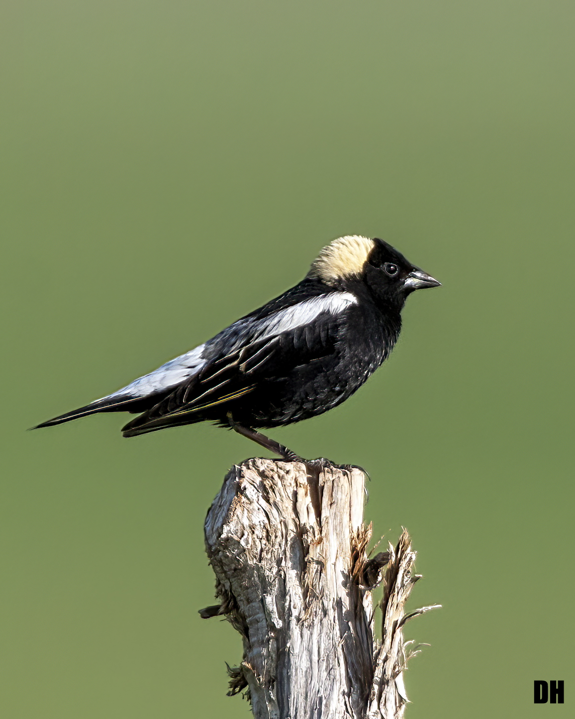 Bobolink by Dona Hilkey